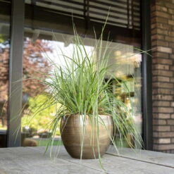 Pflanzgefäß 'Rowen', Gold, Ø 19 X H 13 Cm -Kölle 3210801608 Pflanzgefaess Rowen gold 1 114972