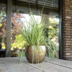 Pflanzgefäß 'Rowen', Gold, Ø 19 X H 13 Cm