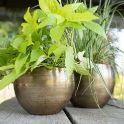 Pflanzgefäß 'Rowen', Gold, Ø 22 X H 17 Cm -Kölle 3210801609 Pflanzgefaess Rowen gold D 22 x H 17 cm 1 114969