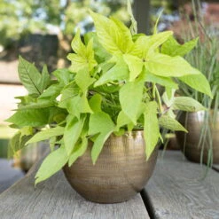 Pflanzgefäß 'Rowen', Gold, Ø 22 X H 17 Cm -Kölle 3210801609 Pflanzgefaess Rowen gold D 22 x H 17 cm 3 114967