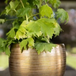 Pflanzgefäß 'Rowen', Gold, Ø 31 X H 28 Cm -Kölle 3210801620 Pflanzgefaess Rowen gold D 31 x H 28 cm 1 114980