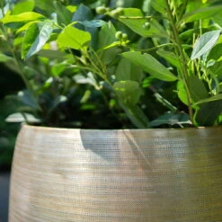 Pflanzgefäß 'Rowen', Gold, Ø 50 X H 47 Cm -Kölle 3210801623 Pflanzgefaess Rowen gold D 50 x H 47 cm 2 114994