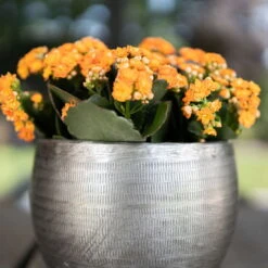 Pflanzgefäß 'Rowen', Silber, Ø 31 X H 28 Cm -Kölle 3210801625 Pflanzgefaess Rowen silber D 31 x H 28 cm 4 115008