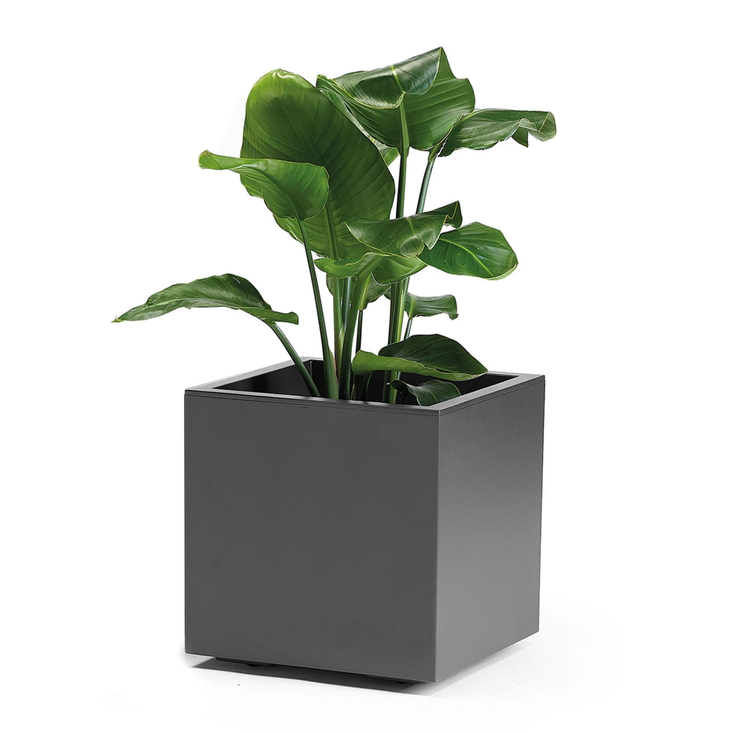 Pflanzkasten 'Kebe', anthrazit, 35 Liter, 39,5 x 39,5 x 39,5 cm Pflanzkasten 'Kebe', Anthrazit, 35 Liter, 39,5 X 39,5 X 39,5 Cm -Kölle 3230101148 Pflanztrog Kebe mit Wasser Reservoir Rollen anthrazit 109323