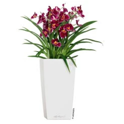 LECHUZA Cubico Premium 40, Weiß Hochglanz, All-in-One-Set, 40 X 40, H:75 Cm -Kölle 3325100114 CubicoPremium22 weiss All in One Set 22x22x41cm RGB 2 7572